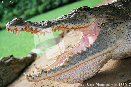 Image of Crocodile Up Close