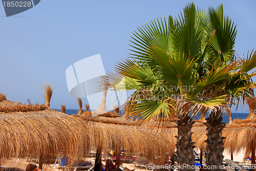 Image of Beach sunshades