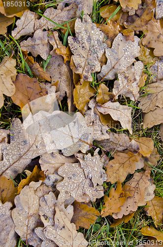Image of Water drops on oak leaves lying on the ground. 