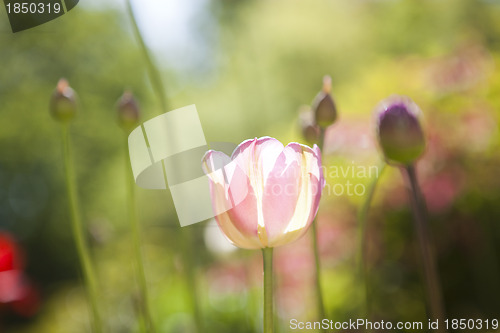 Image of Tulip