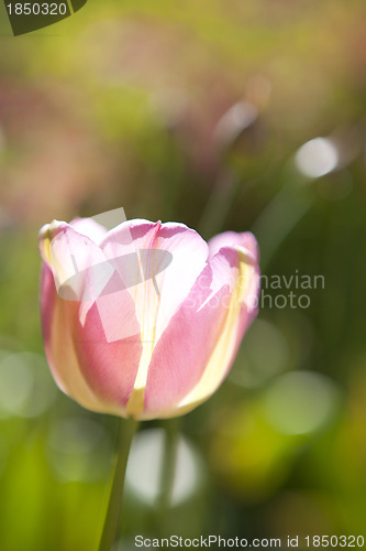 Image of Tulip