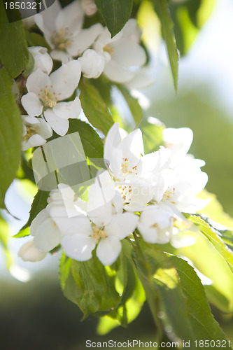 Image of Flowering apple tree