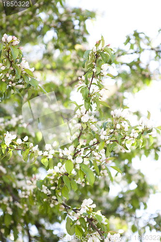 Image of Flowering apple tree