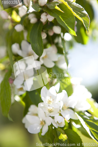 Image of Flowering apple tree