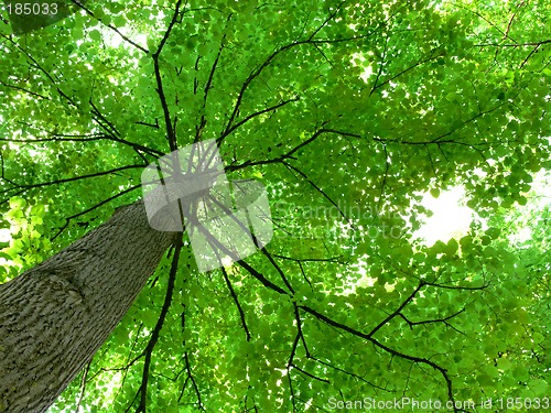 Image of Tree Canopy