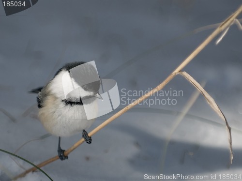 Image of Chickadee on Grass with Space for Text