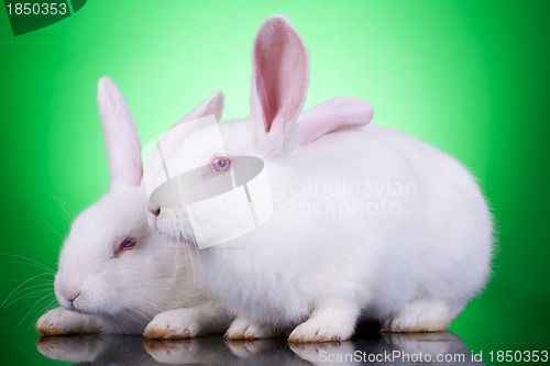 Image of  two cute white rabbits