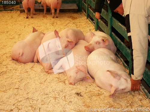 Image of Pigs