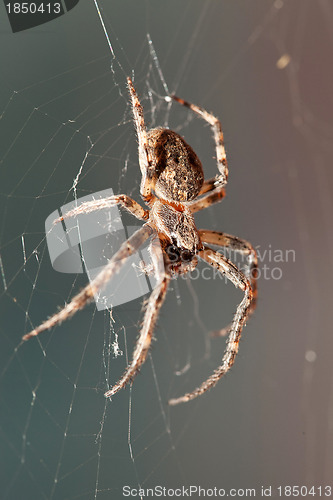 Image of Cross spider