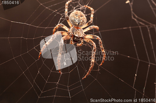 Image of Dreadful Cross spider