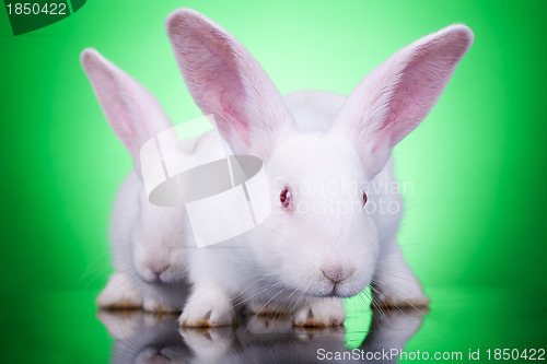 Image of aggresive look of two bunnies