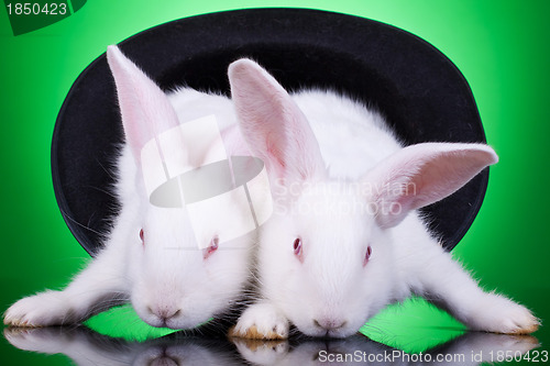 Image of evil bunnies in a hat
