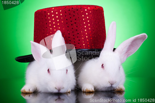 Image of nice looking rabbits