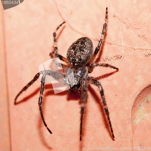 Image of Garden Spider 