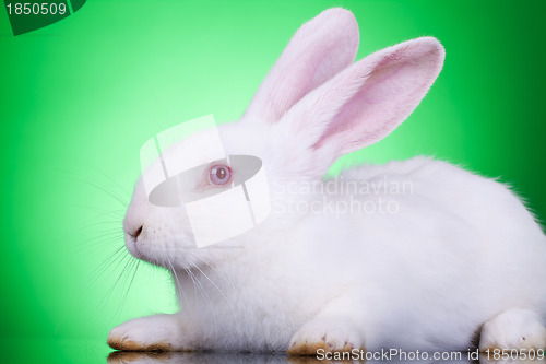 Image of white baby bunny 