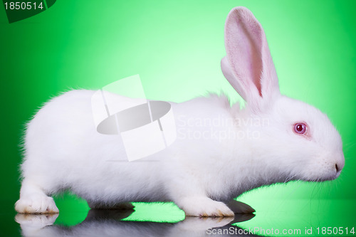 Image of white baby bunny 