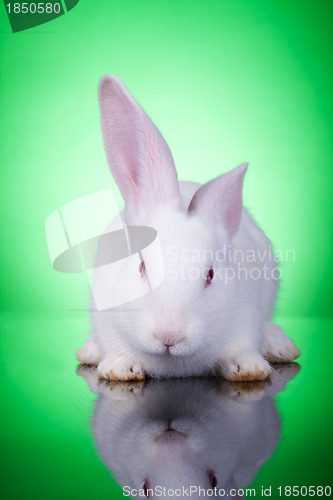 Image of white baby bunny