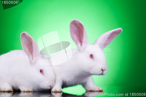 Image of curious bunnies 