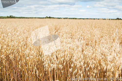 Image of Field of a ripening oats