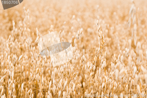 Image of Field of a ripening oats