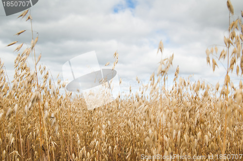 Image of Field of a ripening oats