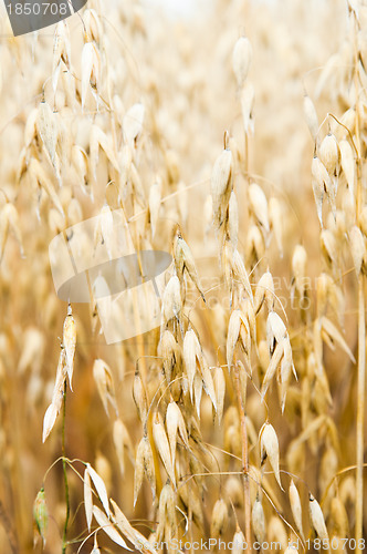Image of Field of a ripening oats