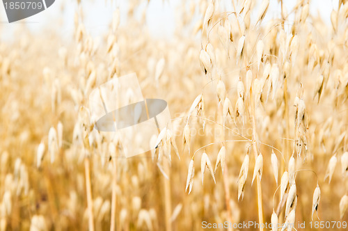 Image of Field of a ripening oats