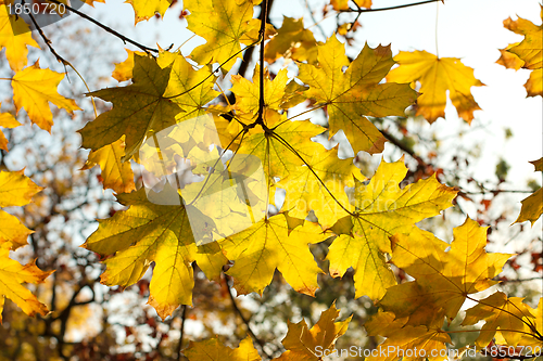 Image of Leaves
