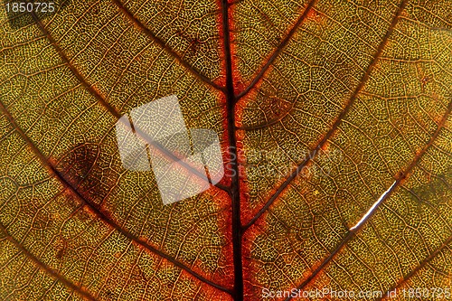 Image of Autumn leaf texture