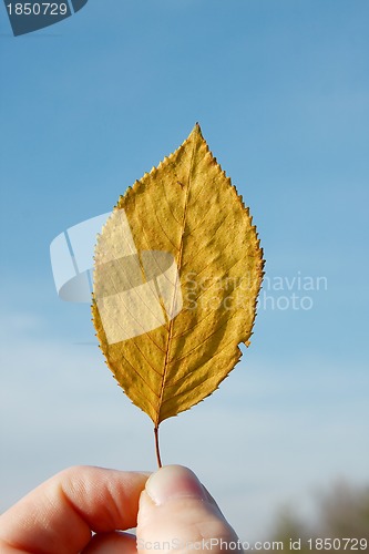 Image of Autumn Leaf