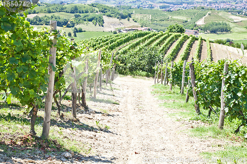 Image of Italy - Piedmont region. Barbera vineyard