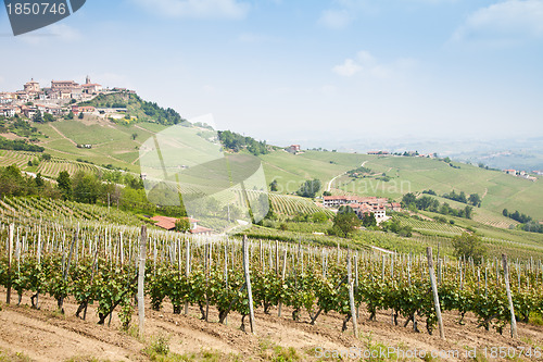 Image of Tuscany vineyard