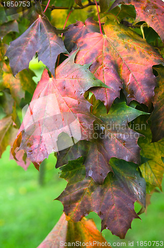 Image of Colorful leaves maple in autumn, close-up 