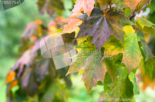 Image of Colorful leaves maple in autumn, close-up 