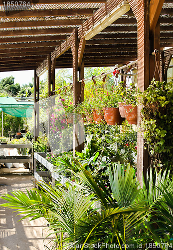 Image of flower seedlings in hanging pots