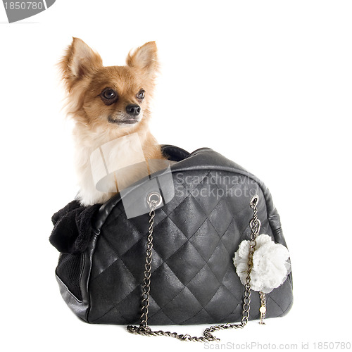 Image of travel bag and chihuahua