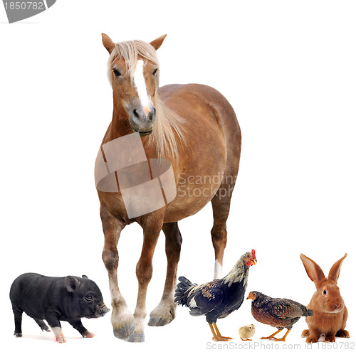 Image of farm animals