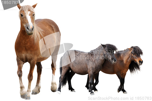 Image of horse and ponies