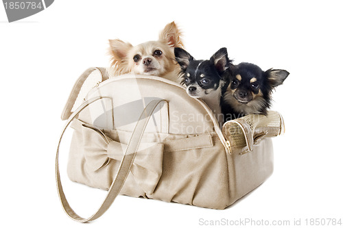Image of travel bag and chihuahuas