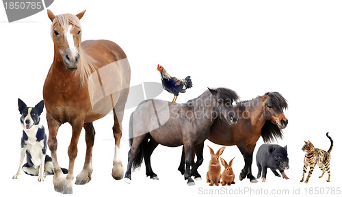 Image of farm animals