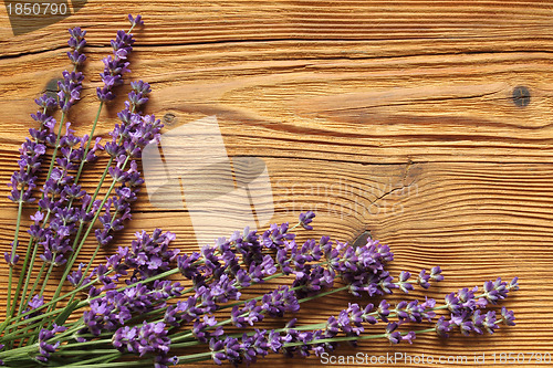 Image of Lavender