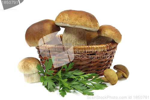 Image of Mushrooms