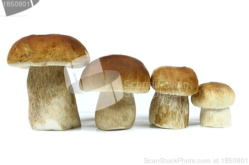 Image of Mushrooms