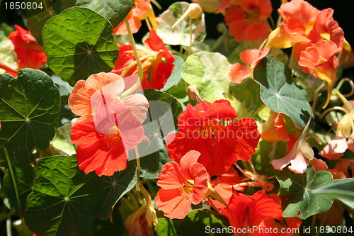 Image of Nasturtium