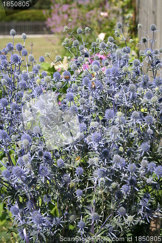 Image of Thistle flowers with bees