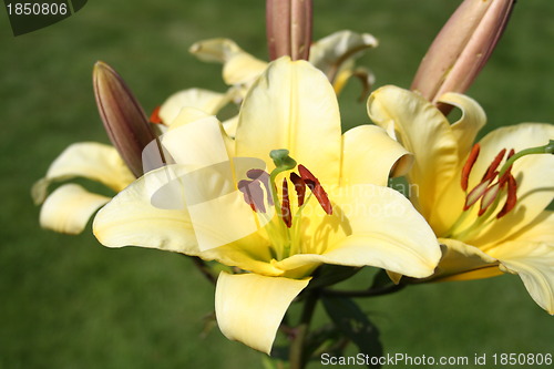 Image of Beautiful Lily