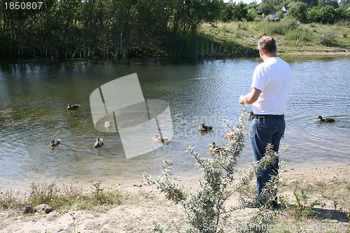 Image of Swedish man feeding ducks