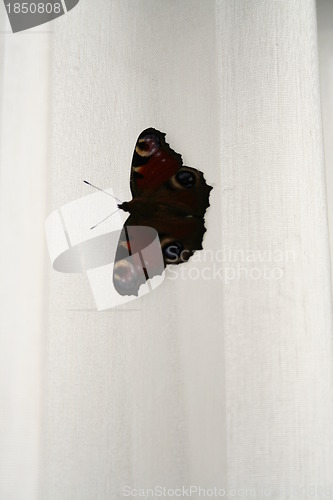Image of Peacock butterfly