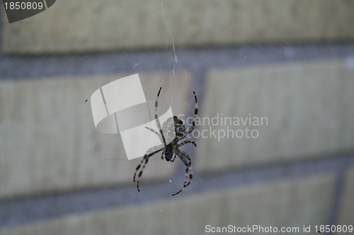 Image of Spider