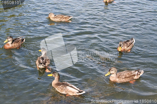 Image of Swedish pond with Ducks